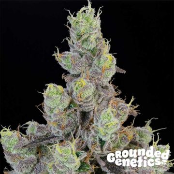 Blue Chiesel