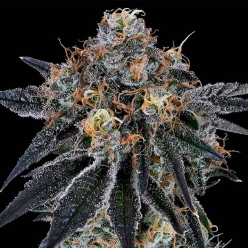 Semillas Feminizadas Blue Fumez de Grounded Genetics