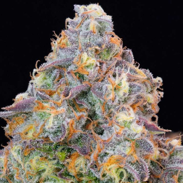 Semillas Feminizadas Blue Zlime de Grounded Genetics