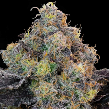 Semillas Feminizadas Blueberry Zkunk de Grounded Genetics