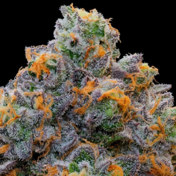 Semillas Feminizadas Bluzcotti de Grounded Genetics