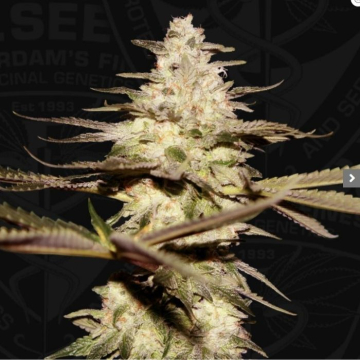 califunk-de-th-seeds