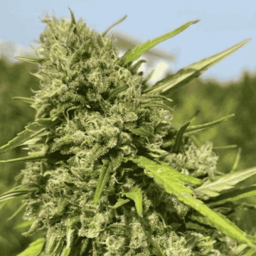 Semillas de CBG Juice Feminizada (15% CBG) Semillas de CBG Juice Feminizada (15% CBG)