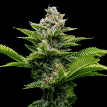 semillas-challah-cake-de-dna-genetics