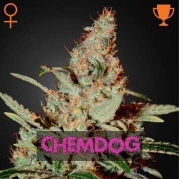 semillas-chemdog-feminizadas-de-green-house-seeds