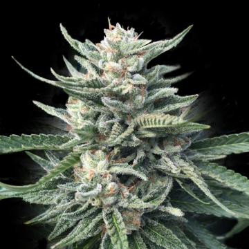 Chocolope 256 de DNA Genetics