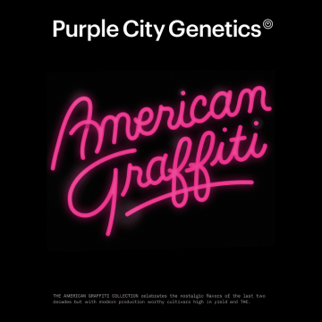 semillas-chomsky-de-purple-city-genetics semillas-chomsky-de-purple-city-genetics