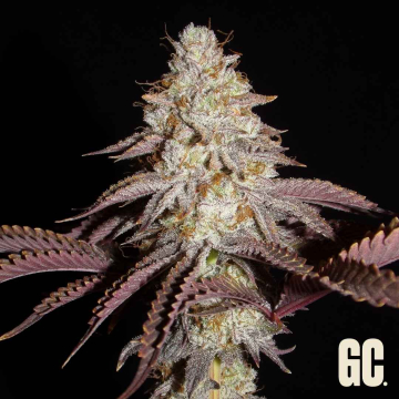 Crash Crime de Grand Cru Genetics