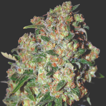 critical-feminizada-de-advanced-seeds