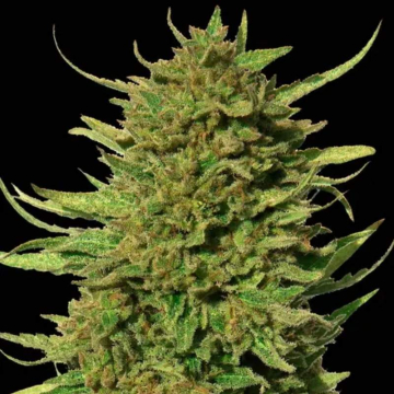Critical Kush Regular de Barney's Farm