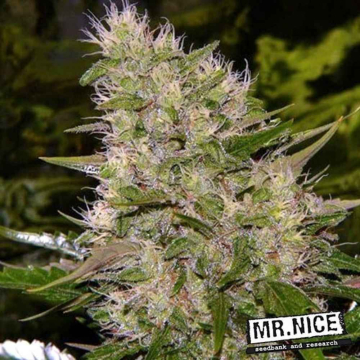 critical-mass-regular-mr.-nice-pack-15-semillas