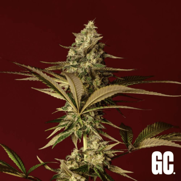 do-si-dos-feminizada-grand-cru-genetics_1.jpg do-si-dos-feminizada-grand-cru-genetics_1.jpg