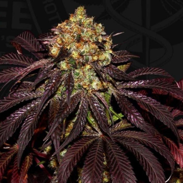 do-si-dos-x-bdc-x-sbc-902533.jpg do-si-dos-x-bdc-x-sbc-902533.jpg