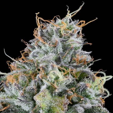 Semillas Feminizadas Easy Money de Grounded Genetics