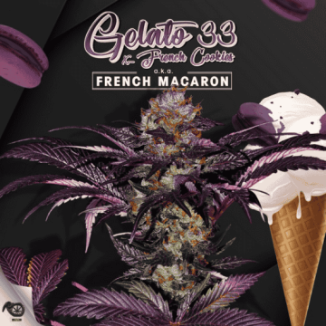 french-macaron-(gelato-33-x-french-cookies)-de-th-seeds