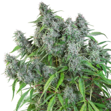 frosty-friday-de-super-sativa-seed-club