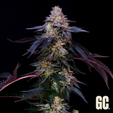 Candy Keit Auto de Grand Cru Genetics