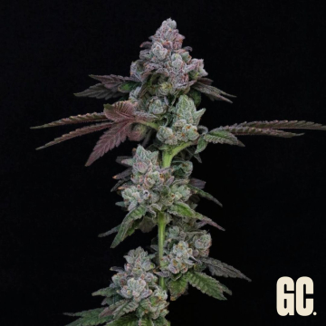 Sweets XL Auto de Grand Cru Genetics