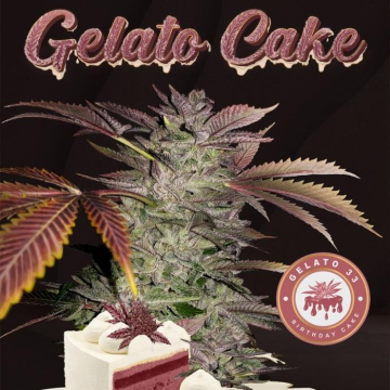gelato-cake-de-th-seeds