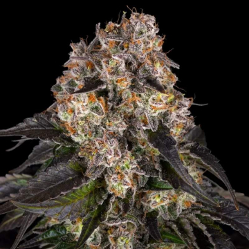 semillas-girl-scout-cookies-de-barney´s-farm semillas-girl-scout-cookies-de-barney´s-farm