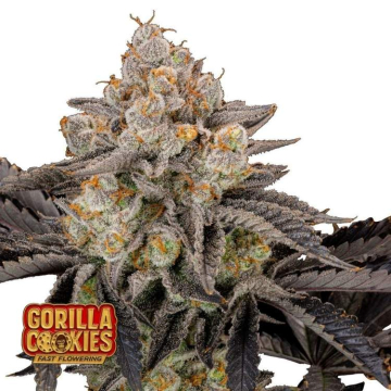 gorilla-cookies-ff.jpg