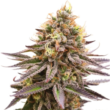 gorilla-super-glue-super-sativa-seed-club