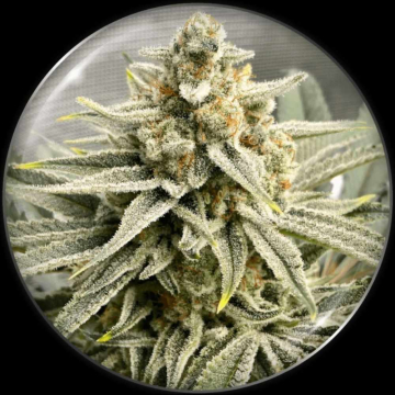 semillas-grape-fuel-de-medical-seeds
