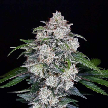 semillas-grape-gas-xl-auto-granel