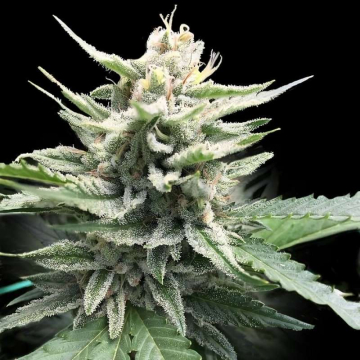Honey Banana S1 de DNA Genetics