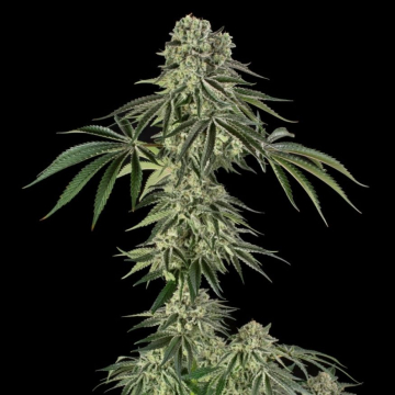 Jamaican Mountain