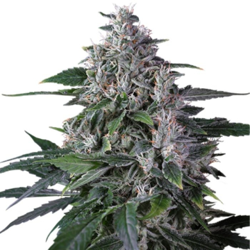 karel-s-haze-super-sativa-club