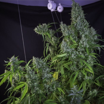 karel-s-herer-haze karel-s-herer-haze