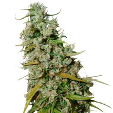 kees-old-school-haze-super-sativa-seed-club