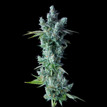 semillas-kosher-dawg-eater-de-dna-genetics