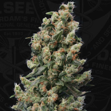 kushage-regular-de-th-seeds