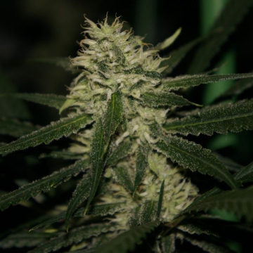 la-s-a-g-e-feminizada-th-seeds-902605.jpg