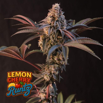 lemon-cherry-runtz-de-fast-uds
