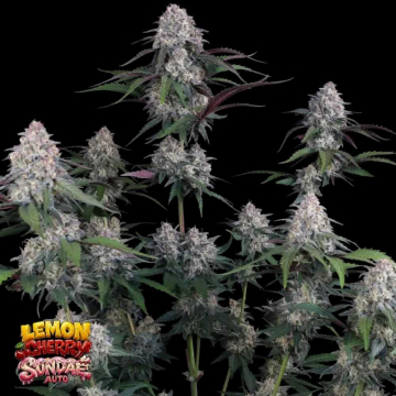 Lemon Cherry Sundae Auto