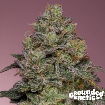 semillas-feminizadas-pink-parmesan-de-grounded-genetics