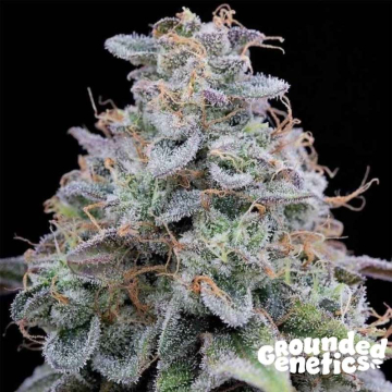 lime-og-de-perfect-tree