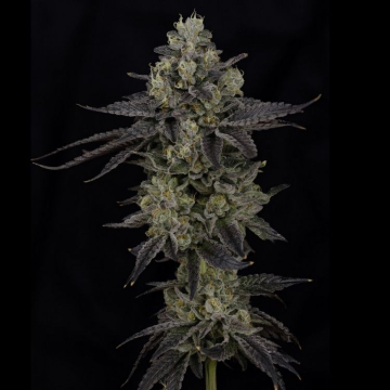 lychee-de-nine-weeks-harvest