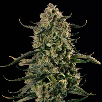 mac-dawg-xxl-auto-silent-seeds mac-dawg-xxl-auto-silent-seeds