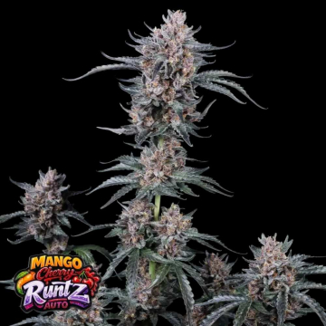 Mango Cherry Runtz Auto