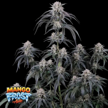 Mango Frost Auto