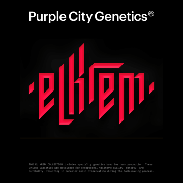 semillas-marrakesh-de-purpl-city-genetics