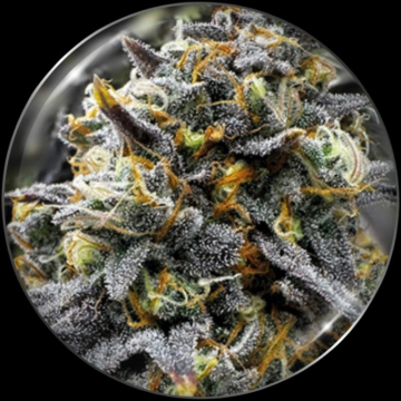 semillas-medical-donuts-de-medical-seeds