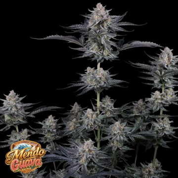 Mendo Guava Auto