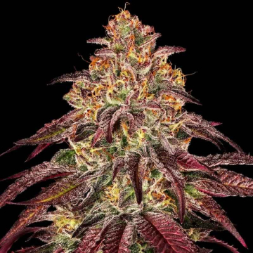 semillas-mimosa-x-orange-punch-auto-de-barney´s-farm