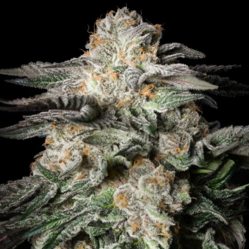 mint-candy-de-silent-seeds