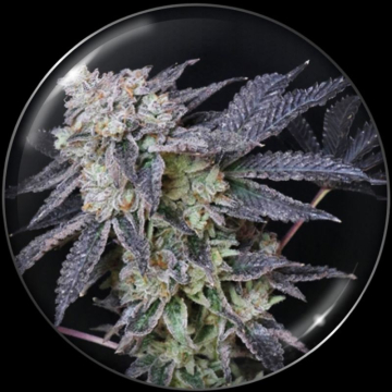 mintzkittlez-de-medical-seeds